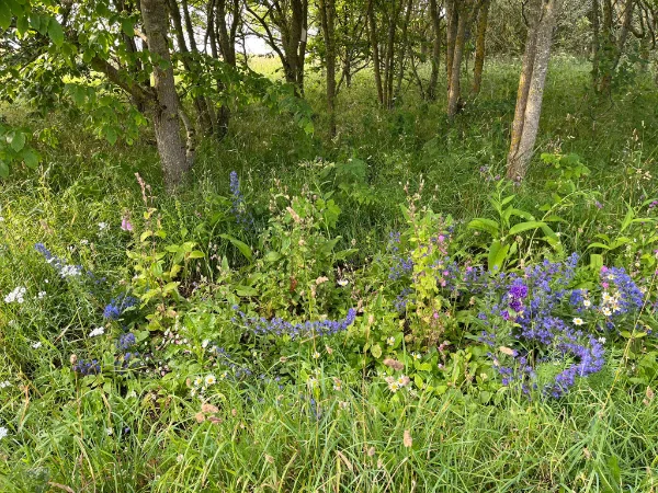 Action for Climate and Environment Newburgh-9